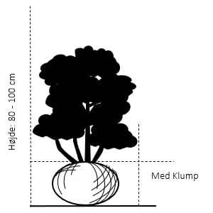 Vinget Benved Euonymus Alatus Med klump,- 80-100 cm. Vinget Benved Euonymus Alatus Med Klump,- 80-100 Cm. -Plantetorvet Butik 103 med klump 80 100 cm d27b 1