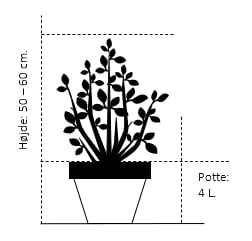 Preston Syren 'Miss Canada' Syringa Prestoniae 'Miss Canada' Potte 4,0 liter,- 50-60 cm. Preston Syren 'Miss Canada' Syringa Prestoniae 'Miss Canada' Potte 4,0 Liter,- 50-60 Cm. -Plantetorvet Butik 1175 potte 4 0 liter 50 60 cm 4195 2
