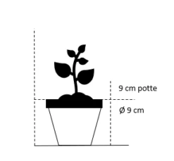 Forside 55 Forside -Plantetorvet Butik 1460 9 cm potte ea7c