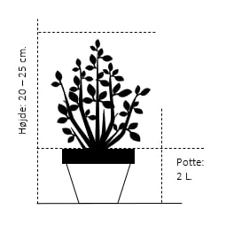 'Königstein' Rhododendron 'Königstein' Potte 2,0 liter,- 20-25 cm. 'Königstein' Rhododendron 'Königstein' Potte 2,0 Liter,- 20-25 Cm. -Plantetorvet Butik 193 potte 2 0 liter 20 25 cm 4ce4