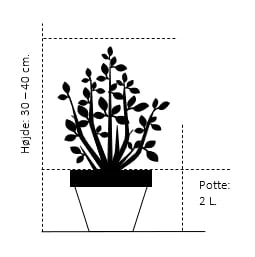 Lille Stjernetop Deutzia Gracilis Potte 2,0 liter,- 30-40 cm. Lille Stjernetop Deutzia Gracilis Potte 2,0 Liter,- 30-40 Cm. -Plantetorvet Butik 196 potte 2 0 liter 30 40 cm 6fcf 3