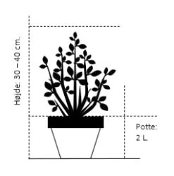 Rødbladet Parykbusk 'Royal Purple' Cotinus Coggygria 'Royal Purple' Potte 2,0 Liter,- 30-40 Cm. 3 Rødbladet Parykbusk 'Royal Purple' Cotinus Coggygria 'Royal Purple' Potte 2,0 Liter,- 30-40 Cm. -Plantetorvet Butik 196 potte 2 0 liter 30 40 cm 6fcf 7