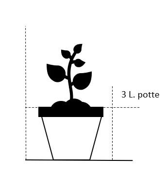 Silkepæon 'Paula Fay' Paeonia Lactiflora 'Paula Fay' 3,0 liter potte Silkepæon 'Paula Fay' Paeonia Lactiflora 'Paula Fay' 3,0 Liter Potte -Plantetorvet Butik 198 3 0 liter potte 21ae 9
