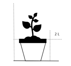 Palmelilje Yucca Filamentosa Potte 2 Liter. 3 Palmelilje Yucca Filamentosa Potte 2 Liter. -Plantetorvet Butik 20 2 liter ac43 4