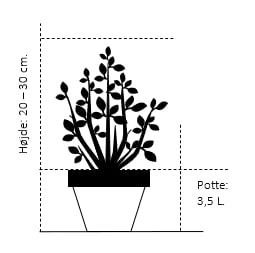 Stenved Osmanthus Burkwoodi Potte 3,5 liter 20-30 cm. Stenved Osmanthus Burkwoodi Potte 3,5 Liter 20-30 Cm. -Plantetorvet Butik 312 potte 3 5 liter 20 30 cm 9a9c 1