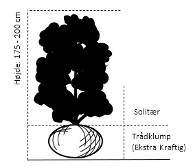 Magnolia 'Galaxy' Magnolia Fraseri 'Galaxy' Trådklump,- 175-200 cm. Magnolia 'Galaxy' Magnolia Fraseri 'Galaxy' Trådklump,- 175-200 Cm. -Plantetorvet Butik 333 traadklump 175 200 cm aa80