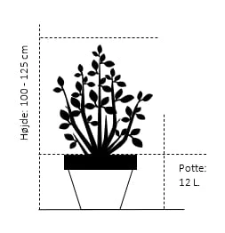 Forsytia 'Weekend' Forsythia Intermedia 'Weekend' Potte 12 liter,- 100-125 cm. Forsytia 'Weekend' Forsythia Intermedia 'Weekend' Potte 12 Liter,- 100-125 Cm. -Plantetorvet Butik 385 potte 12 liter 100 125 cm 35f1 3