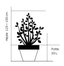Japansk Løn Acer Palmatum 'Osakazuki' Potte 20 Liter,- 125-150 Cm. -Plantetorvet Butik 409 potte 20 liter 125 150 cm ac9f
