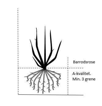 'A White Shade Of Pale' Rosa X 'A White Shade Of Pale' (Storblomstrende) A-Kvalitet,- barrods roser min. 3 grene 'A White Shade Of Pale' Rosa X 'A White Shade Of Pale' (Storblomstrende) A-Kvalitet,- Barrods Roser Min. 3 Grene -Plantetorvet Butik 451 a kvalitet barrods roser min 3 grene 050d 472