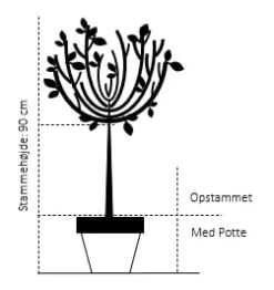 Blærespiræa 'Lady In Red' Physocarpus Opulifolius 'Lady In Red' Opstammet 90 Cm. Med Potte