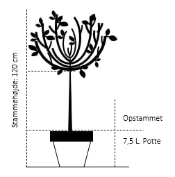 Cotoneaster Cotoneaster Lacteus Opstammet 120 cm. 7,5 liter potte Cotoneaster Cotoneaster Lacteus Opstammet 120 Cm. 7,5 Liter Potte -Plantetorvet Butik 533 opstammet 120 cm 7 5 liter potte 9c44