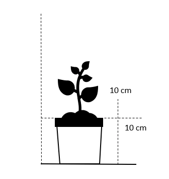 Fruemynte Mentha Requienii 10 cm. potte Fruemynte Mentha Requienii 10 Cm. Potte -Plantetorvet Butik 609 10 cm potte firkantet 7103 139