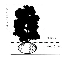 Smalbladet Sølvblad Elaeagnus Angustifolia Solitær busk 125-150 cm., med klump Smalbladet Sølvblad Elaeagnus Angustifolia Solitær Busk 125-150 Cm., Med Klump -Plantetorvet Butik 670 solitaer busk 125 150 cm med klump 81eb 4