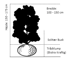 Duft-snebolle (vintergrøn) Viburnum X Burkwoodii Solitær busk 150-175 cm. høj,- 100-150 cm. bred., med trådklump Duft-snebolle (vintergrøn) Viburnum X Burkwoodii Solitær Busk 150-175 Cm. Høj,- 100-150 Cm. Bred., Med Trådklump -Plantetorvet Butik 694 solitaer busk 150 175 cm hoej 100 150 cm bred med traadklump 4017