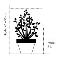 Opstammet Japansk Ahorn 'Garnet' Acer Palmatum Dissectum 'Garnet' Potte 4,0 Liter,- 40-50 Cm. -Plantetorvet Butik 713 potte 4 0 liter 40 50 cm 998e 2