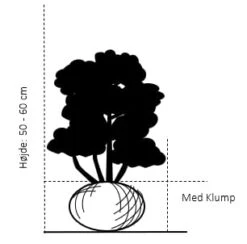 Kirsebærlaurbær 'Prufon' Prunus Laurocerasus 'Prufon' Med Klump,- 50-60 Cm. -Plantetorvet Butik 90 med klump 50 60 cm 8425 1