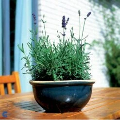 Ægte Lavendel Lavandula Angustifolia Pose Med Frø Eller Løg, 15 -Plantetorvet Butik fi10184 lavandula angustifolia 03ab