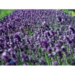 Ægte Lavendel Lavandula Angustifolia Pose Med Frø Eller Løg, 15 -Plantetorvet Butik fi10184 lavandula angustifolia 8fbf