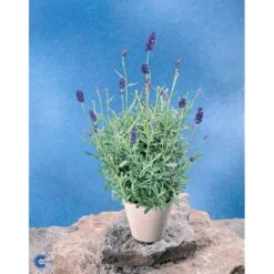Ægte Lavendel Lavandula Angustifolia Pose Med Frø Eller Løg, 15 -Plantetorvet Butik fi10184 lavandula angustifolia fbba