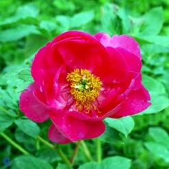 Silkepæon 'Paula Fay' Paeonia Lactiflora 'Paula Fay' 3,0 Liter Potte 5 Silkepæon 'Paula Fay' Paeonia Lactiflora 'Paula Fay' 3,0 Liter Potte -Plantetorvet Butik fi10901 paeonia lactiflora paula fay ae14