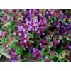 Alm. Brunelle Prunella Vulgaris Potte 2 Liter. -Plantetorvet Butik fi11727 prunella webbiana 7663
