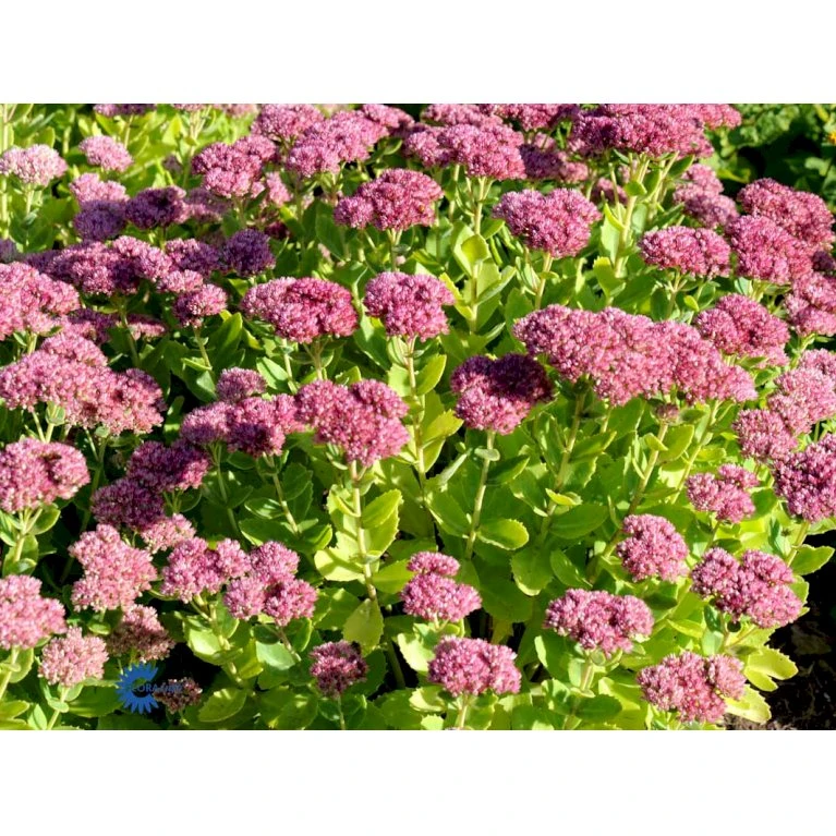 Sankthansurt 'Herbstfreude' Sedum Telephium 'Herbstfreude' 1 liter potte Sankthansurt 'Herbstfreude' Sedum Telephium 'Herbstfreude' 1 Liter Potte -Plantetorvet Butik fi12375 sedum telephium x spec herbstfreude 8483