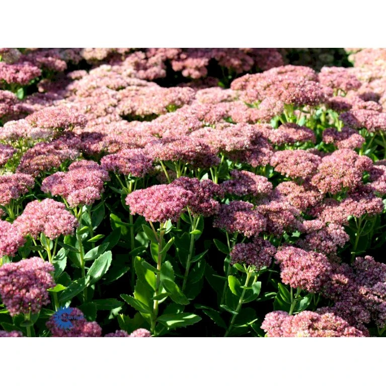 Sankthansurt 'Herbstfreude' Sedum Telephium 'Herbstfreude' 1 liter potte Sankthansurt 'Herbstfreude' Sedum Telephium 'Herbstfreude' 1 Liter Potte -Plantetorvet Butik fi12375 sedum telephium x spec herbstfreude b06e