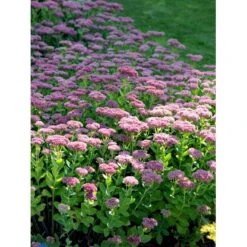 Sankthansurt 'Herbstfreude' Sedum Telephium 'Herbstfreude' 1 Liter Potte 7 Sankthansurt 'Herbstfreude' Sedum Telephium 'Herbstfreude' 1 Liter Potte -Plantetorvet Butik fi12375 sedum telephium x spec herbstfreude f80b