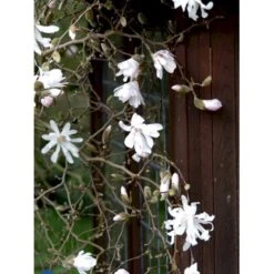Stjernemagnolia 'Rosea' Magnolia Stellata 'Rosea' Opstammet 130 Cm, 12 Liter Potte 5 Stjernemagnolia 'Rosea' Magnolia Stellata 'Rosea' Opstammet 130 Cm, 12 Liter Potte -Plantetorvet Butik fi13517 magnolia stellata rosea 72b2