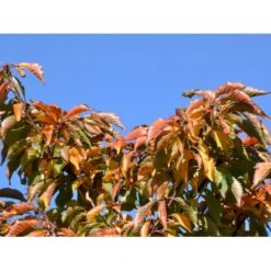 Japansk Bjergkirsebær Prunus Nipponica 'Brillant' Opstammet 50 Cm. 7,5 Liter Potte -Plantetorvet Butik fi13567 prunus nipponica hachimantai c035