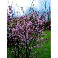 Japansk Bjergkirsebær Prunus Nipponica 'Brillant' Opstammet 50 Cm. 7,5 Liter Potte -Plantetorvet Butik fi13567 prunus nipponica hachimantai e6cd