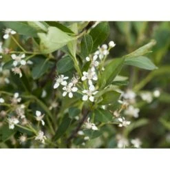 Storfrugtet Surbær 'Hugin' Aronia Melanocarpa 'Hugin' Potte 3,0 Liter,- Opbundet -Plantetorvet Butik fi13770 aronia melanocarpa hugin 9fb4
