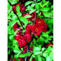 Japansk Kvæde 'Crimson And Gold' Chaenomeles Hyb. 'Crimson And Gold' 3,5 Liter Potte 5 Japansk Kvæde 'Crimson And Gold' Chaenomeles Hyb. 'Crimson And Gold' 3,5 Liter Potte -Plantetorvet Butik fi14255 chaenomeles hyb crimson and gold 4701