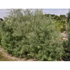 Smalbladet Sølvblad Elaeagnus Angustifolia Solitær Busk 125-150 Cm., Med Klump 4 Smalbladet Sølvblad Elaeagnus Angustifolia Solitær Busk 125-150 Cm., Med Klump -Plantetorvet Butik fi14582 elaeagnus angustifolia 0be2