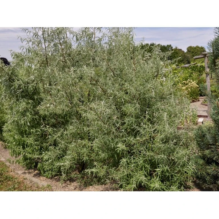 Smalbladet Sølvblad Elaeagnus Angustifolia Solitær busk 125-150 cm., med klump Smalbladet Sølvblad Elaeagnus Angustifolia Solitær Busk 125-150 Cm., Med Klump -Plantetorvet Butik fi14582 elaeagnus angustifolia 0be2