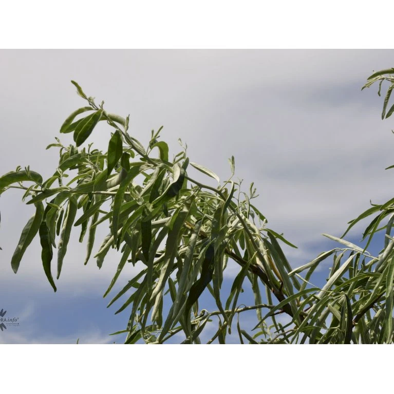Smalbladet Sølvblad Elaeagnus Angustifolia Solitær busk 125-150 cm., med klump Smalbladet Sølvblad Elaeagnus Angustifolia Solitær Busk 125-150 Cm., Med Klump -Plantetorvet Butik fi14582 elaeagnus angustifolia b74b