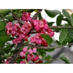 Benved Euonymus Phellomanus Opstammet 150 Cm. 15 Liter Potte -Plantetorvet Butik fi14822 euonymus phellomanus 2862