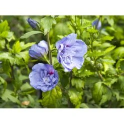 Syrisk Rose 'Blue Chiffon' Hibiscus Syriacus 'Blue Chiffon' Potte 4,0 Liter,- 50-60 Cm. -Plantetorvet Butik fi14996 hibiscus syriacus blue chiffon 44a7