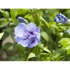 Syrisk Rose 'Blue Chiffon' Hibiscus Syriacus 'Blue Chiffon' Potte 4,0 Liter,- 50-60 Cm. -Plantetorvet Butik fi14996 hibiscus syriacus blue chiffon aa4a