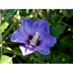 Syrisk Rose 'Marina' Hibiscus Syriacus 'Marina' Potte 4,0 Liter,- 50-60 Cm. 6 Syrisk Rose 'Marina' Hibiscus Syriacus 'Marina' Potte 4,0 Liter,- 50-60 Cm. -Plantetorvet Butik fi15012 hibiscus syriacus marina 5337