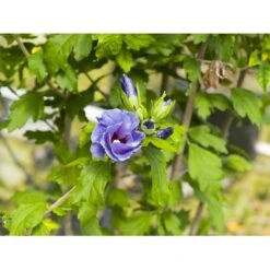 Syrisk Rose 'Marina' Hibiscus Syriacus 'Marina' Potte 4,0 Liter,- 50-60 Cm. 5 Syrisk Rose 'Marina' Hibiscus Syriacus 'Marina' Potte 4,0 Liter,- 50-60 Cm. -Plantetorvet Butik fi15012 hibiscus syriacus marina 722f