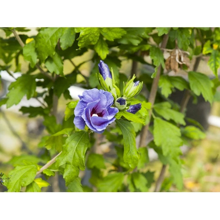 Syrisk Rose 'Marina' Hibiscus Syriacus 'Marina' Potte 4,0 liter,- 50-60 cm. Syrisk Rose 'Marina' Hibiscus Syriacus 'Marina' Potte 4,0 Liter,- 50-60 Cm. -Plantetorvet Butik fi15012 hibiscus syriacus marina 722f