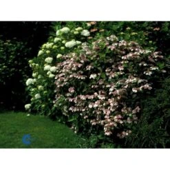 Japansk Hortensia 'Bluebird' Hydrangea Serrata 'Bluebird' 3,5 Liter Potte -Plantetorvet Butik fi15219 hydrangea serrata bluebird 2a98
