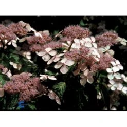 Japansk Hortensia 'Bluebird' Hydrangea Serrata 'Bluebird' 3,5 Liter Potte -Plantetorvet Butik fi15219 hydrangea serrata bluebird 922a