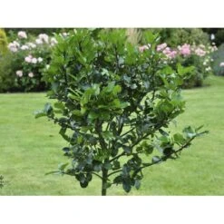 Kristtorn 'Blue Maid' Ilex Meserveae 'Blue Maid' Opstammet 90 Cm. 10 Liter Potte -Plantetorvet Butik fi15328 ilex meserveae blue maid 5476