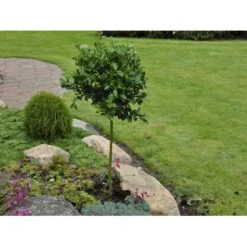 Kristtorn 'Blue Prince' Ilex Meserveae 'Blue Prince' Med Klump,- 125-150 Cm. 5 Kristtorn 'Blue Prince' Ilex Meserveae 'Blue Prince' Med Klump,- 125-150 Cm. -Plantetorvet Butik fi15329 ilex meserveae blue prince 60d5