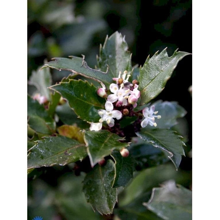 Kristtorn 'Blue Prince' Ilex Meserveae 'Blue Prince' Med klump,- 125-150 cm. Kristtorn 'Blue Prince' Ilex Meserveae 'Blue Prince' Med Klump,- 125-150 Cm. -Plantetorvet Butik fi15329 ilex meserveae blue prince f98d