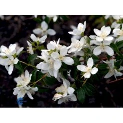 Uægte Jasmin 'Lemoinei' Philadelphus 'Lemoinei' Potte 6,5 Liter 60-80 Cm. 5 Uægte Jasmin 'Lemoinei' Philadelphus 'Lemoinei' Potte 6,5 Liter 60-80 Cm. -Plantetorvet Butik fi15613 philadelphus lemoinei 45b6