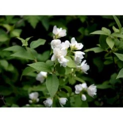 Uægte Jasmin 'Manteau D'Hermine' Philadelphus 'Manteau D'Hermine' Potte 4,0 Liter,- 30-40 Cm.