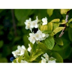 Uægte Jasmin 'Aureus' Philadelphus Coronarius 'Aureus' 5 Liter Potte -Plantetorvet Butik fi15622 philadelphus coronarius aureus 451c